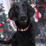 Weihnachtsbild Skyla